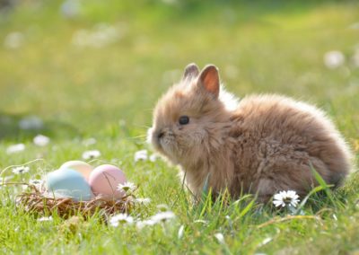 12.04.2020 – Der Osterhase kommt!